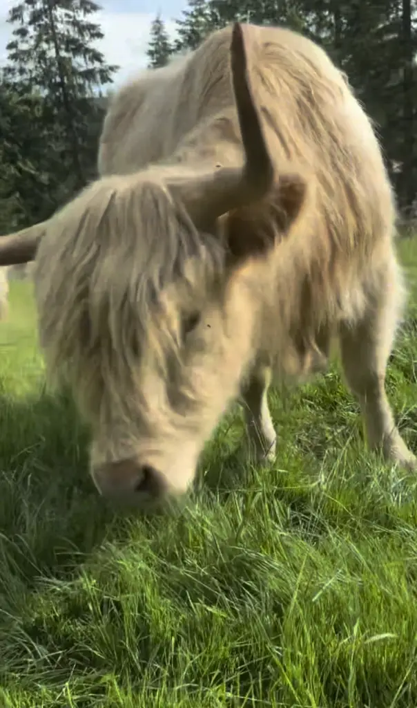 Maple the Highland cattle with flowing blonde coat grazing in green pasture - sweet personality and responds to her name
